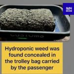 Mumbai Airport Customs Seizure: Hydroponic Weed & USD Seized