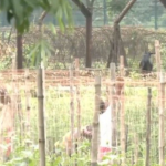 Border Fencing Begins in West Bengal after land handover in Siliguri for security project